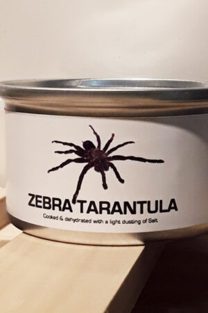 Goodies Gone Wild-Zebra Tarantula